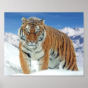 Montanhas Nature Winter Photo Snow Tiger Poster