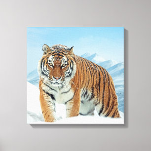 Montanhas Tiger Inverno Neve Canvas Fotográfica