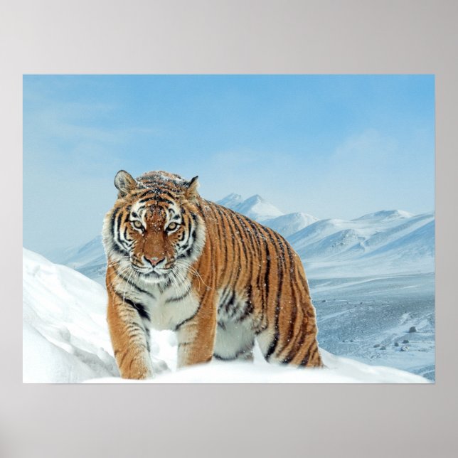Montanhas Tiger Snow Impressão de Foto Natural de  (Frente)