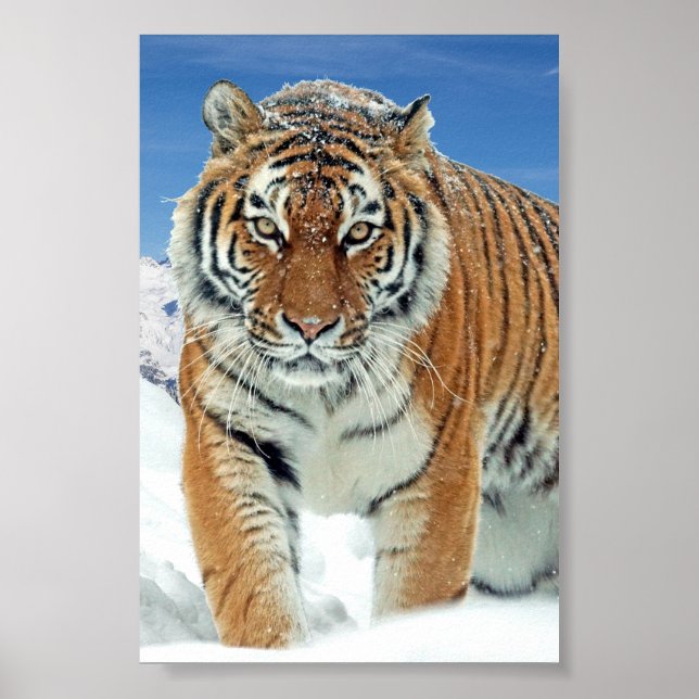 Montanhas Tiger Snow Poster de Foto de inverno (Frente)