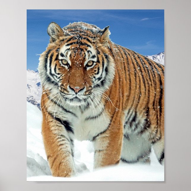 Montanhas Tiger Snow Poster de Foto Natural de inv (Frente)
