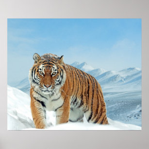Montanhas Tiger Winter Snow Nature Poster
