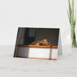 Monte de pedras Terrier no cartão vazio de The Su