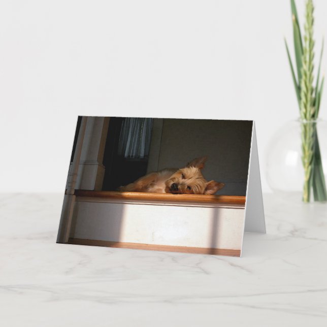 Monte de pedras Terrier no cartão vazio de The Sun (Frente)