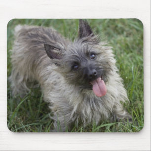 Monte de pedras Terrier rajado Mousepad