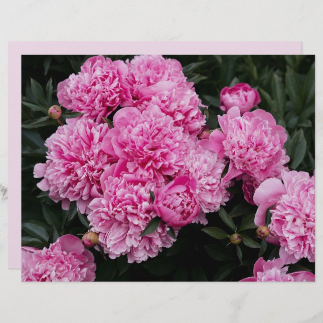 Moody and elegant pink peony  Scrapbook Paper (Frente/Verso)
