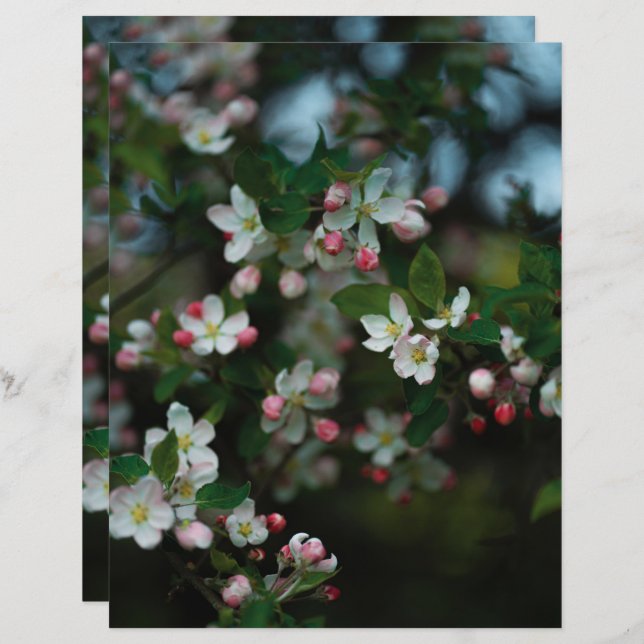Moody apple tree blooms Scrapbook Paper (Frente/Verso)