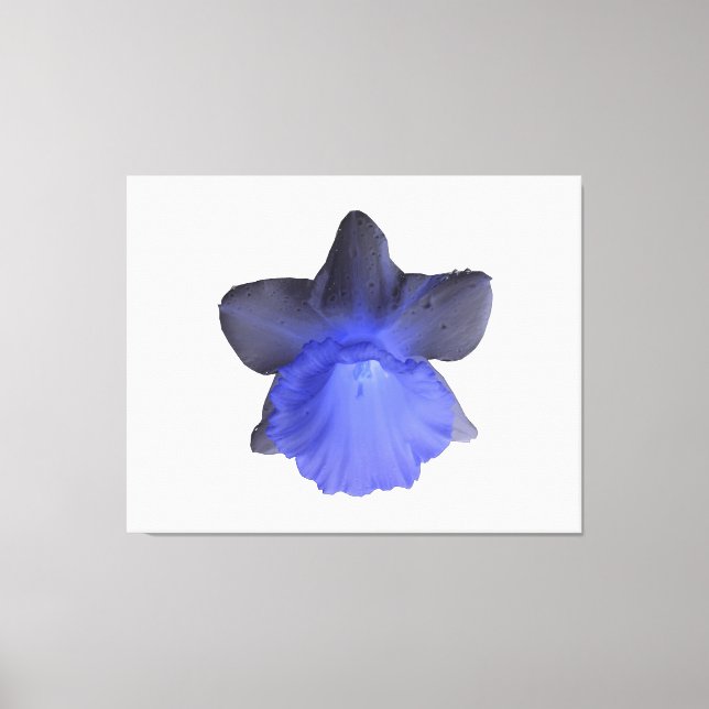 Moody Blue Drill Daffodil Canvas Print (Frente)