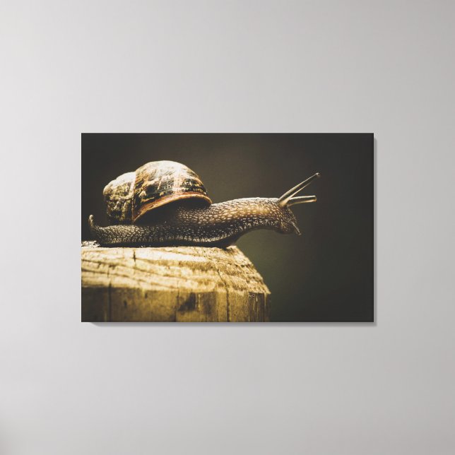 Moody Snail, Lento, Canvas (Frente)
