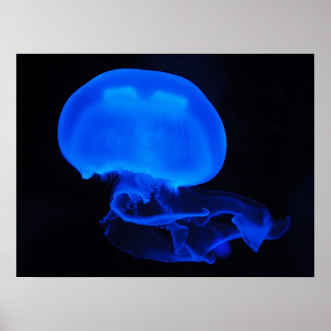 Moon Jelly Fish Poster (Frente)