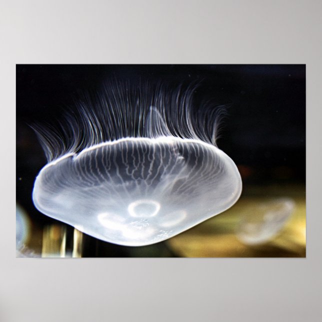 Moon Jellyfish Poster (Frente)