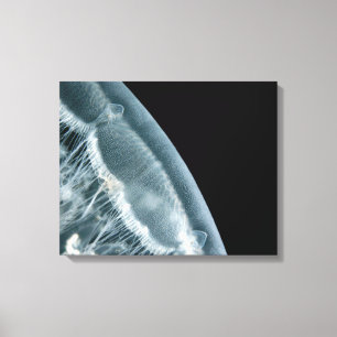 Moon Rise Canvas
