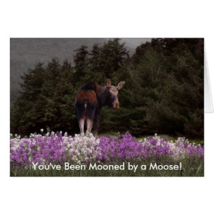 Mooned por um cartão dos alces