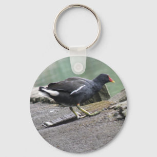 Moorhen Chaveiro