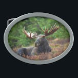 Moose Belt Buckle<br><div class="desc">Foto magnífica de uma majestosa mangueira reclinando em um campo de flores silvestres. Foto de Shivam Kumar.</div>