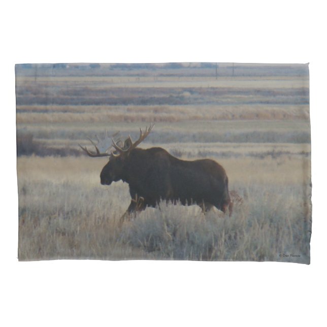 Moose Bull M2 nas pradarias (Frente)