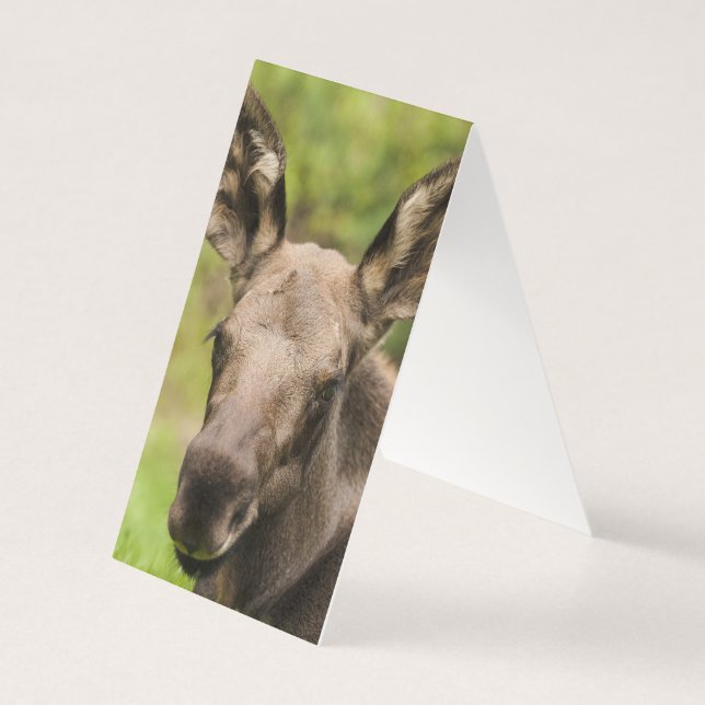 Moose Curiosa (Verso)