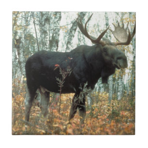 Moose Forest Trees Park Animal Willife Art