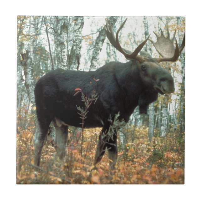 Moose Forest Trees Park Animal Willife Art (Frente)