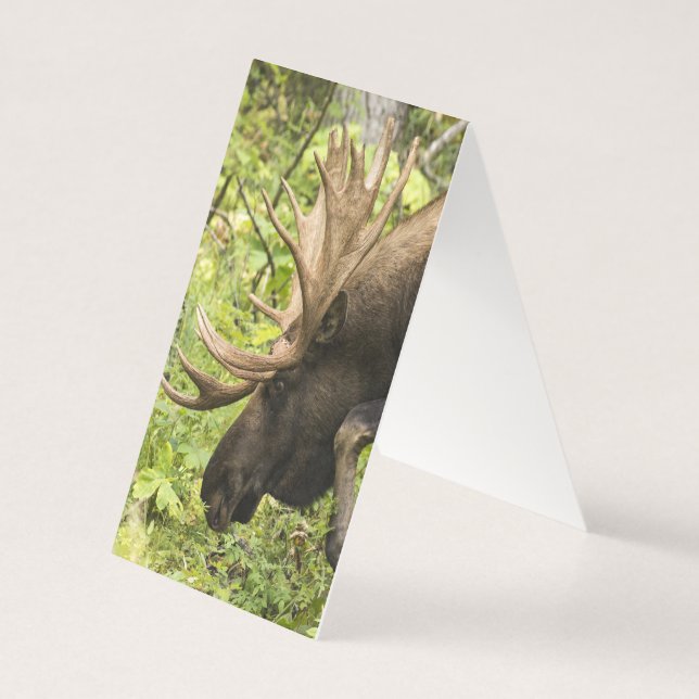 Moose Sensante (Verso)