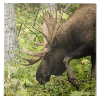 Moose Sensante