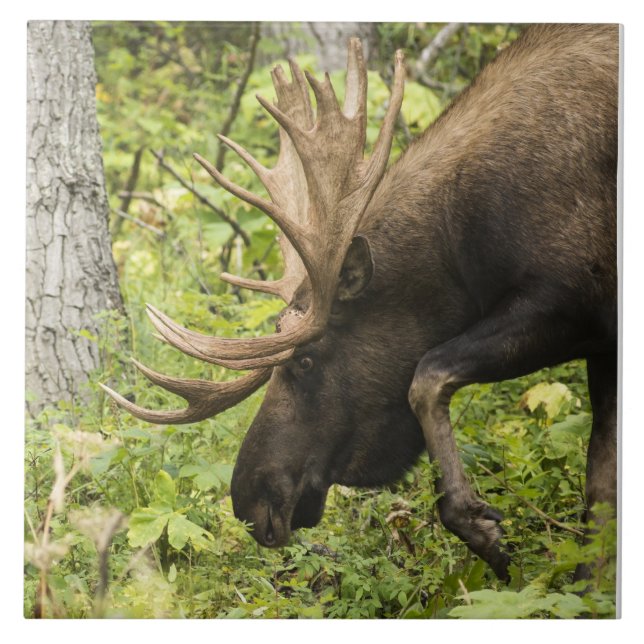 Moose Sensante (Frente)
