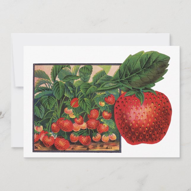 Morangos Antigos, Plantas de Morango em uma Fazend (Frente)