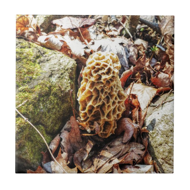 Morel Mushroom na Natureza (Frente)