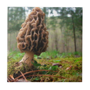 Morels suculentos