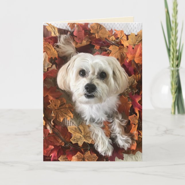 Morkie Agradecido I - Cartão em Branco (Frente)