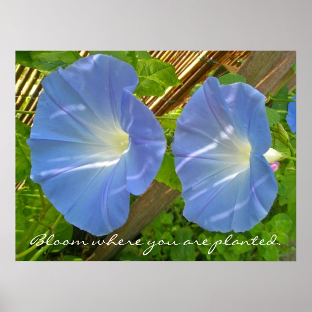 Morning Glory Bloom onde você é plantado Poster (Frente)