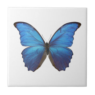 MORPHO DIDIUS D