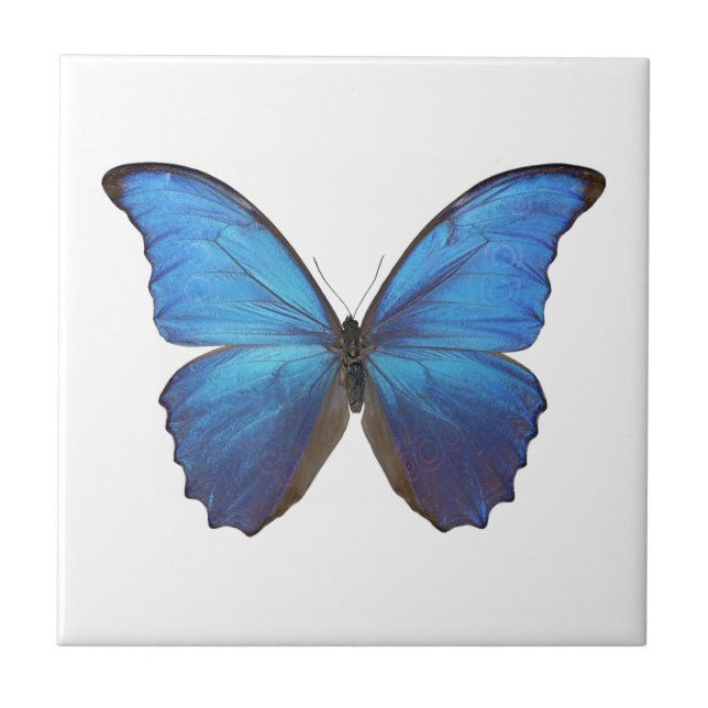 MORPHO DIDIUS D (Frente)
