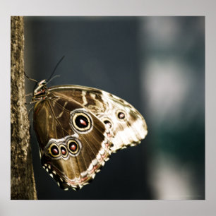 Morpho peleides Impressão