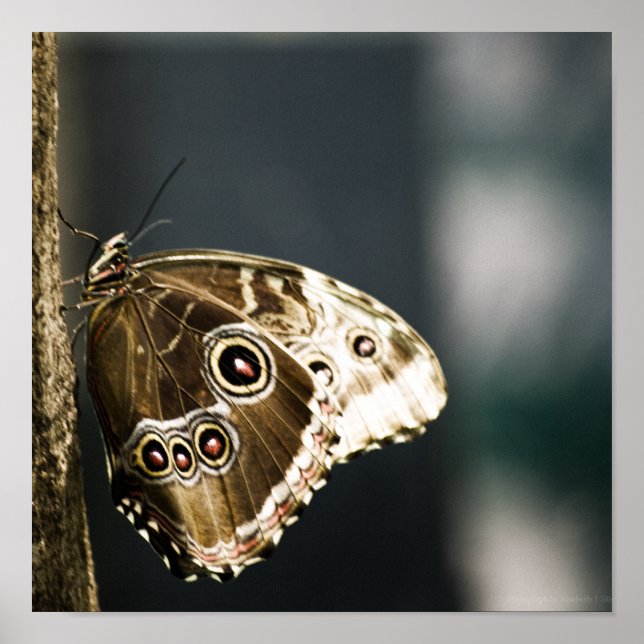 Morpho peleides Impressão (Frente)