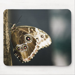 Morpho peleides Mousepad