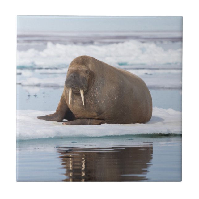 Morsa descansando no gelo, Noruega (Frente)