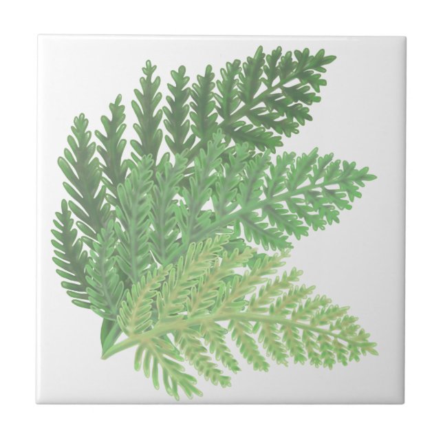 Moss Green Fern (Frente)