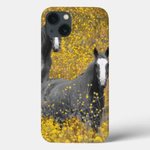 Mostarda e cavalos