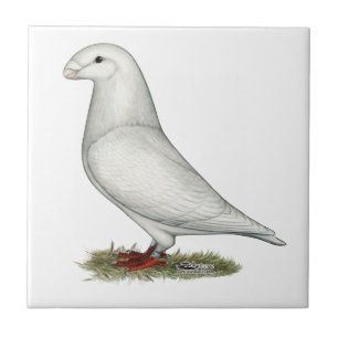 Mostrar Branco Racista