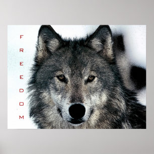 Motivação Liberdade Coragem Wolf Poster