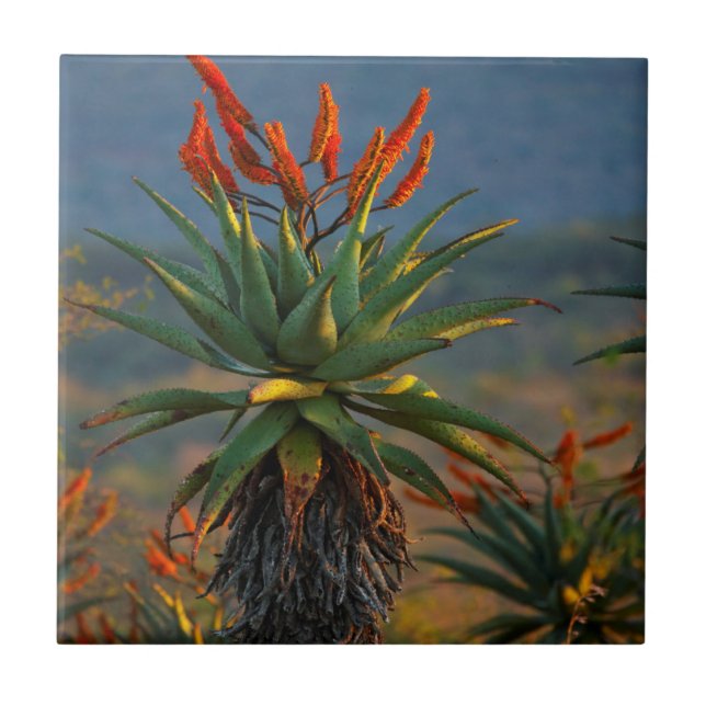 Mountain Aloe (Aloe Marlothii Berger) 2 (Frente)