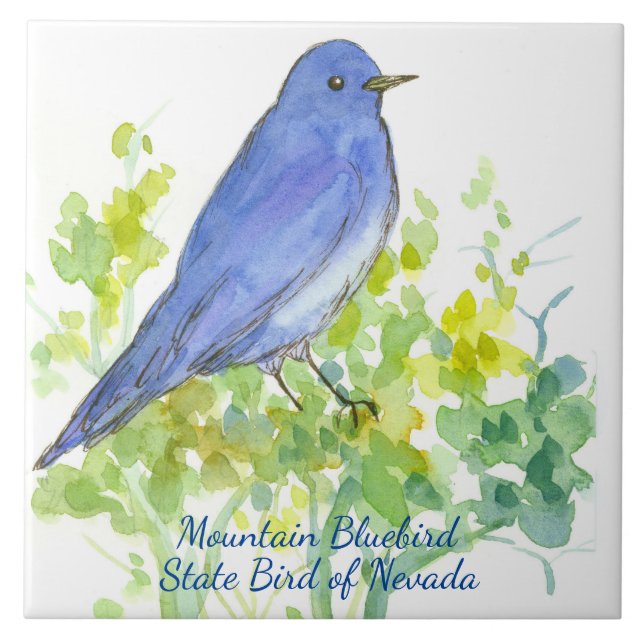 Mountain Bluebird Nevada State Watercolor (Frente)