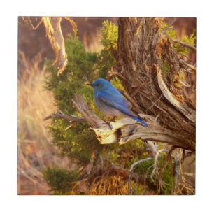 Mountain Bluebird no Parque Nacional de Arches