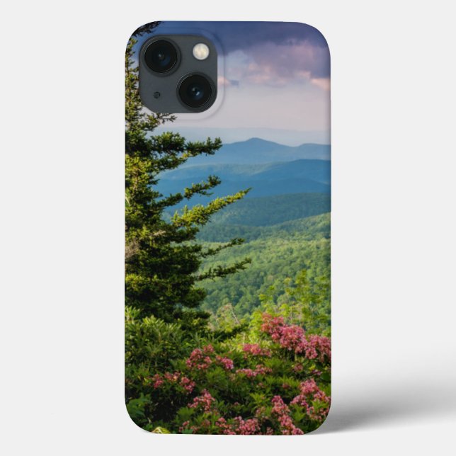 Mountain Laurel at Sunrise (Verso)