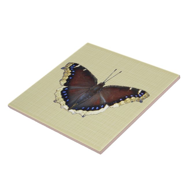 Mourning Cloak Butterfly - Antiopa Ninfalis (Lateral)