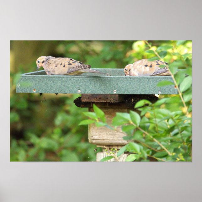 Mourning Doves Poster (Frente)