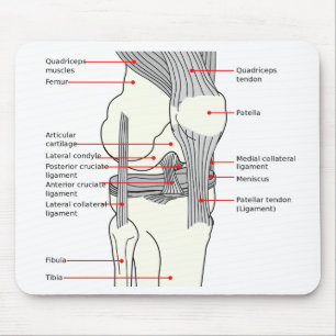 Mouse Pad Anatomical Diagrama humano do joelho dir