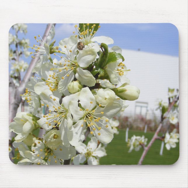 Mouse pad com primavera (Frente)