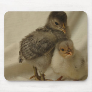 Mousepad 2 Pintinhos Azul-Cinza